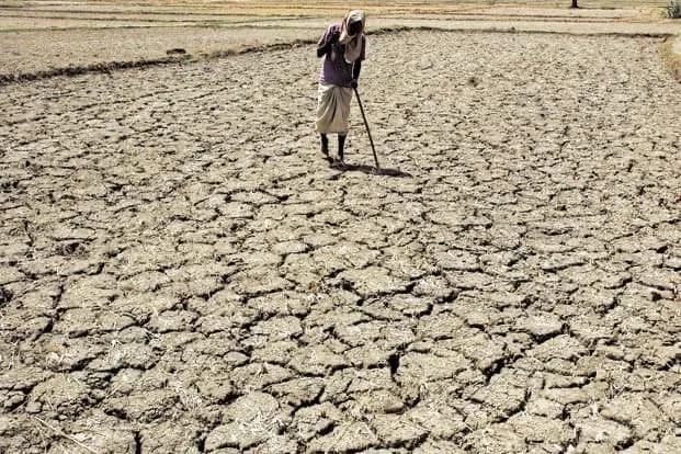 Drought conditions affecting crops